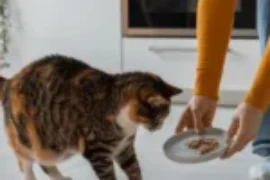 أفضل 4 وصفات مكافآت طبيعية للقطط