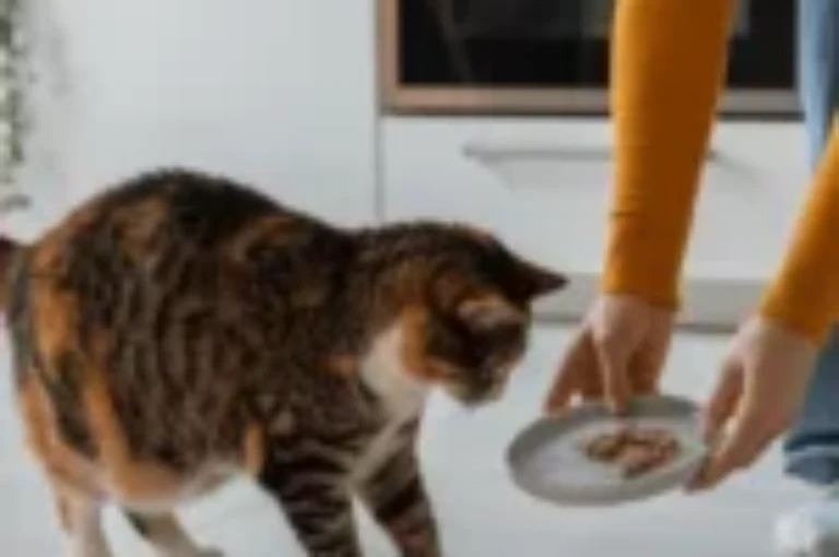 أفضل 4 وصفات مكافآت طبيعية للقطط