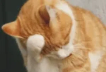 تعرف على غريزة تنظيف القطط لنفسها