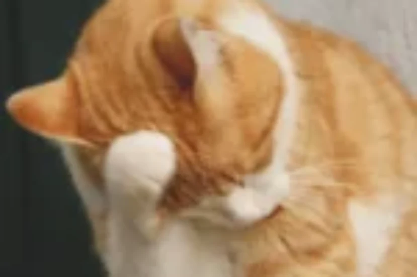 تعرف على غريزة تنظيف القطط لنفسها