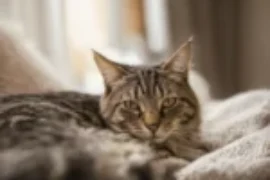 مراحل حمل القطط: علامات واعراض كل مرحلة