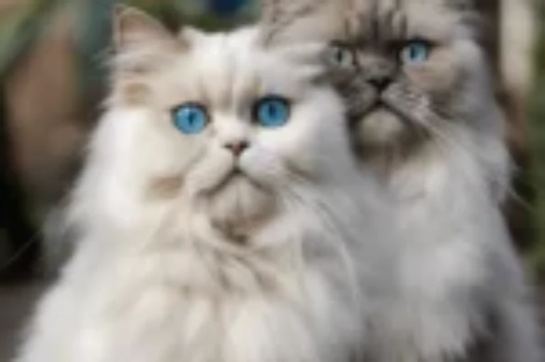 مقال شامل عن اكل القطط الشيرازي وكيفية تحضير وجبات منزلية لها